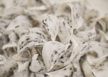 Indonesia Kuasai 90 Persen Pasar Global, Sarang Burung Walet Siap Ekspansi ke Jepang