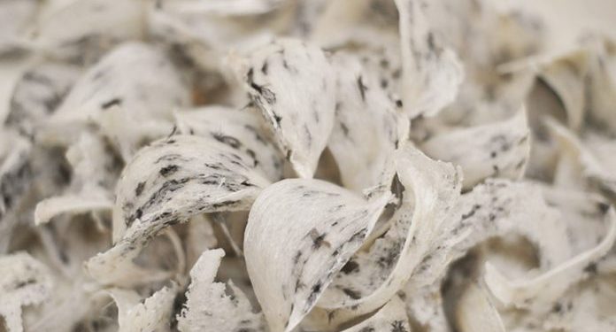 Indonesia Kuasai 90 Persen Pasar Global, Sarang Burung Walet Siap Ekspansi ke Jepang