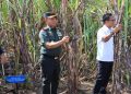 Panglima TNI Dampingi Wapres Gibran Panen Raya Tebu di Sleman, Dorong Swasembada Gula Nasional