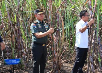 Panglima TNI Dampingi Wapres Gibran Panen Raya Tebu di Sleman, Dorong Swasembada Gula Nasional