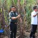 Panglima TNI Dampingi Wapres Gibran Panen Raya Tebu di Sleman, Dorong Swasembada Gula Nasional
